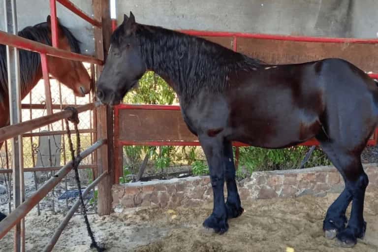 Caballo negro